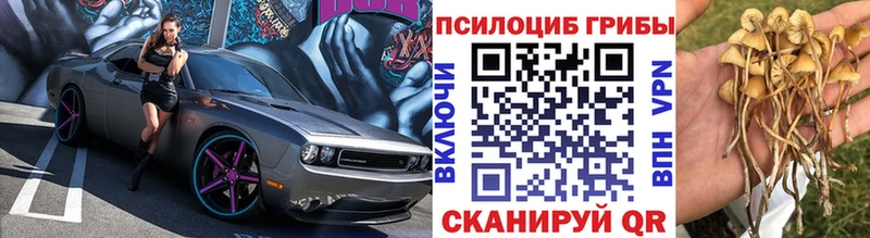 купить наркоту  Владимир  Галлюциногенные грибы Cubensis 