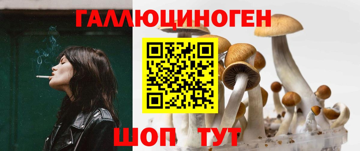 Владимир  Галлюциногенные грибы Psilocybine cubensis  Вход с VPN 